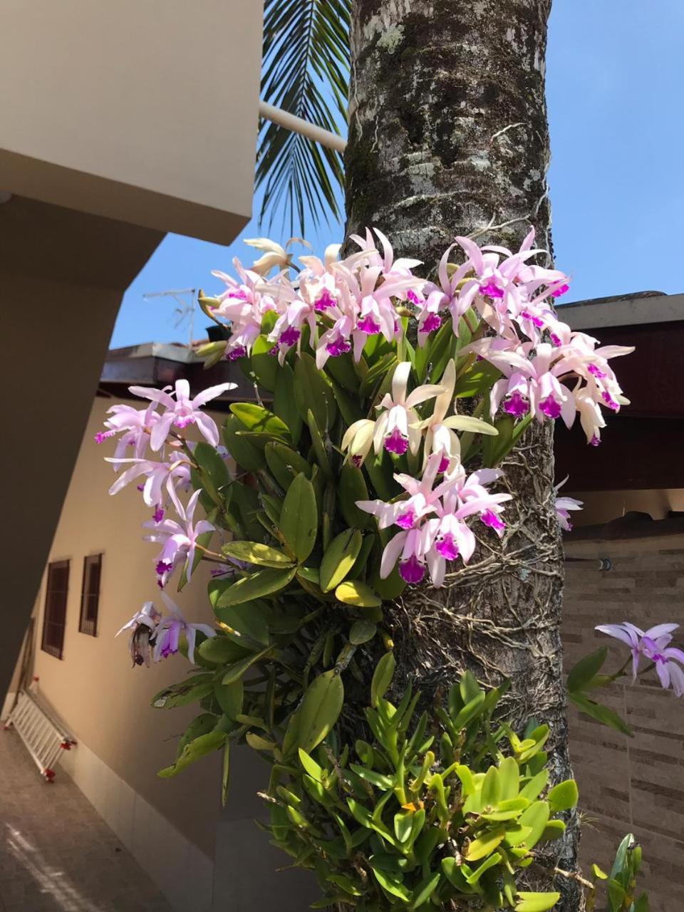 Recanto Lorenzi - Apartamentos Ubatuba Exterior foto